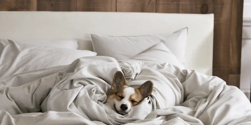 Miracle Sheets™️: The Self-Cleaning, Self-Cooling Sheets Going Viral For Many Reasons