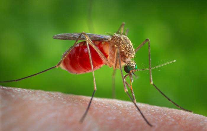 Protect Yourself From Deadliest Animals On Earth - Mosquitoes